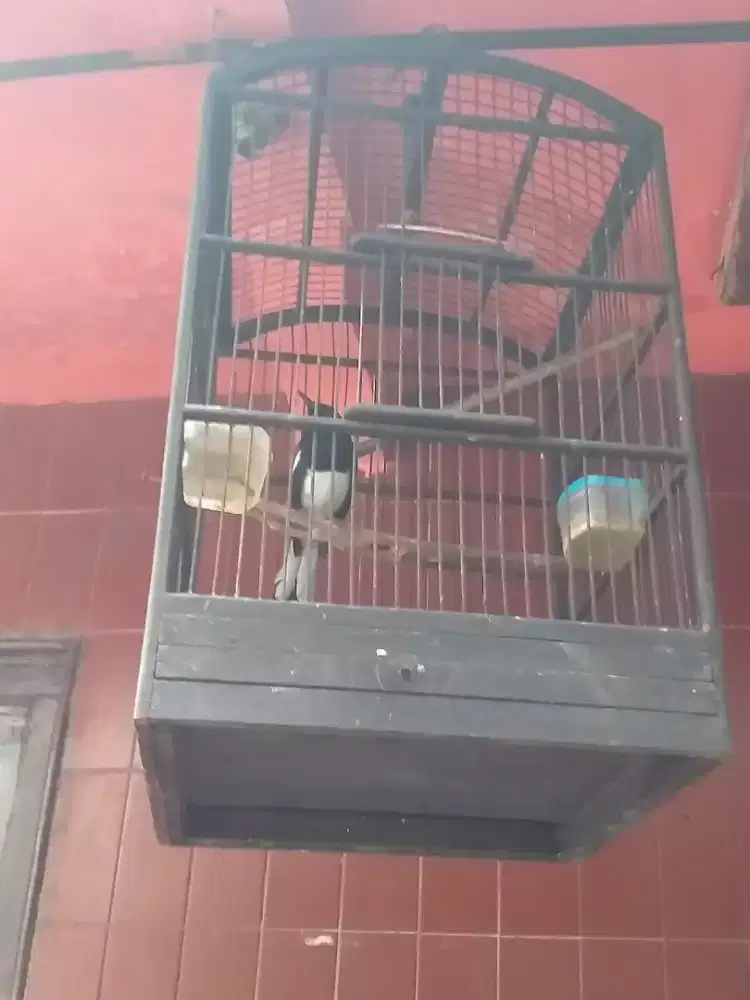 kacer poci mantan prestasian fihher