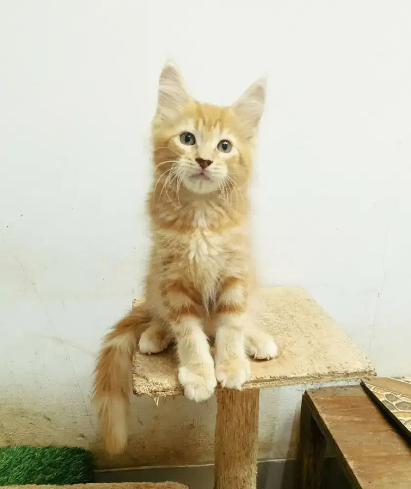 Kitten mainecoon jantan pure bukan mix. Induk ped cfa