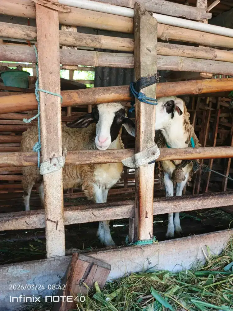 Kambing betina 16bln