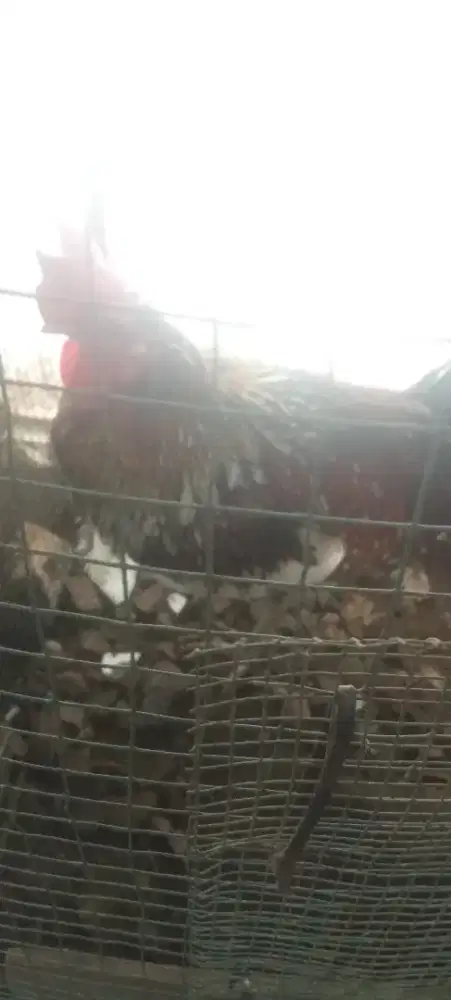 Ayam Ketawa Tipe Gretek