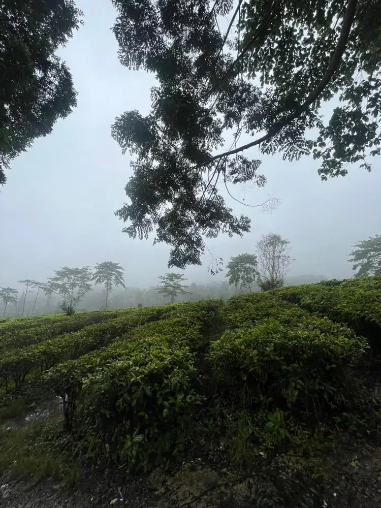 Art menginap dan momong