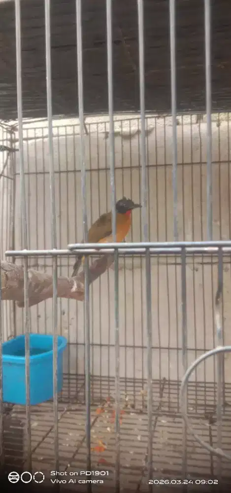 burung kutilang emas