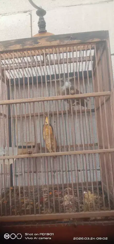 cucak jenggot jantan