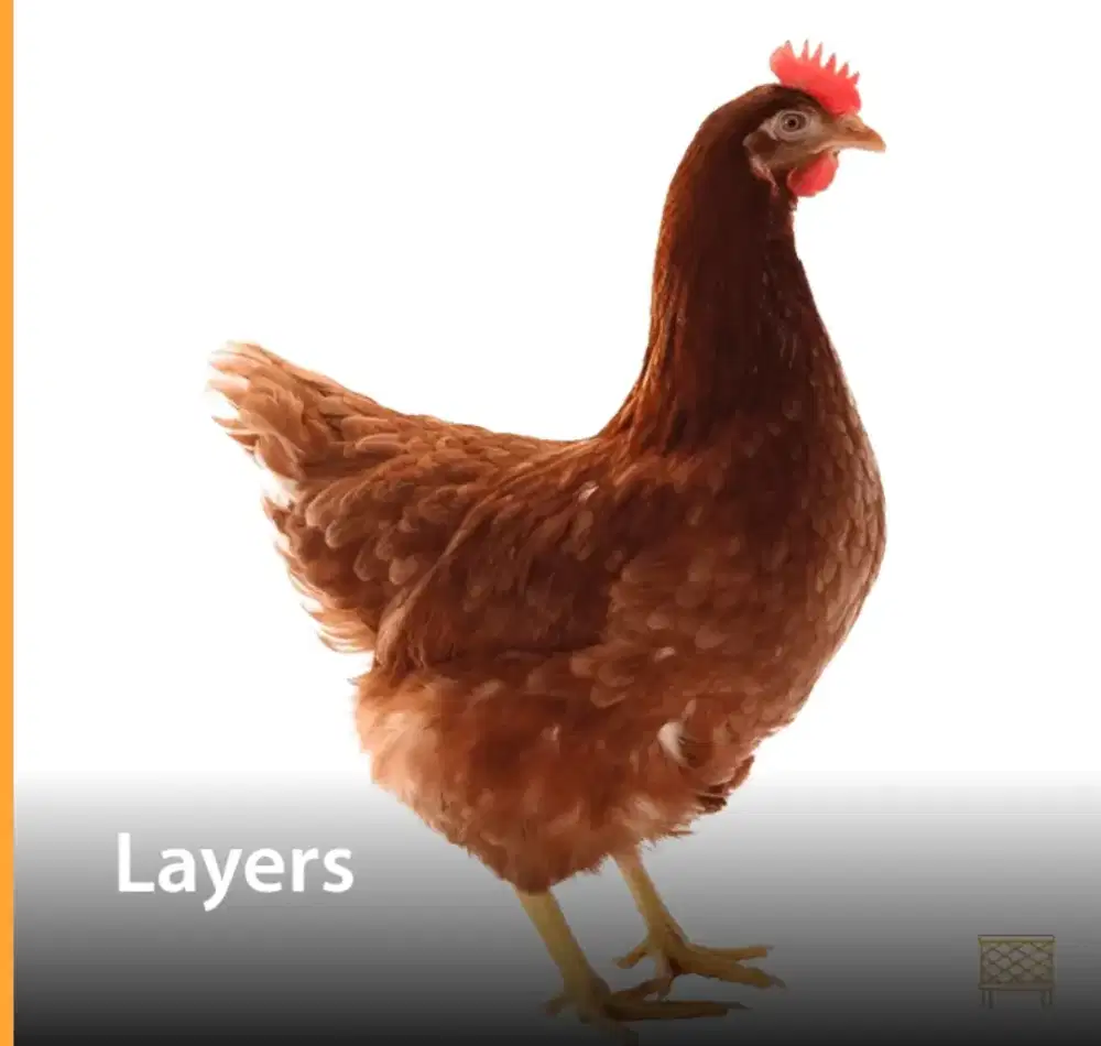 Ayam petelur siap produksi