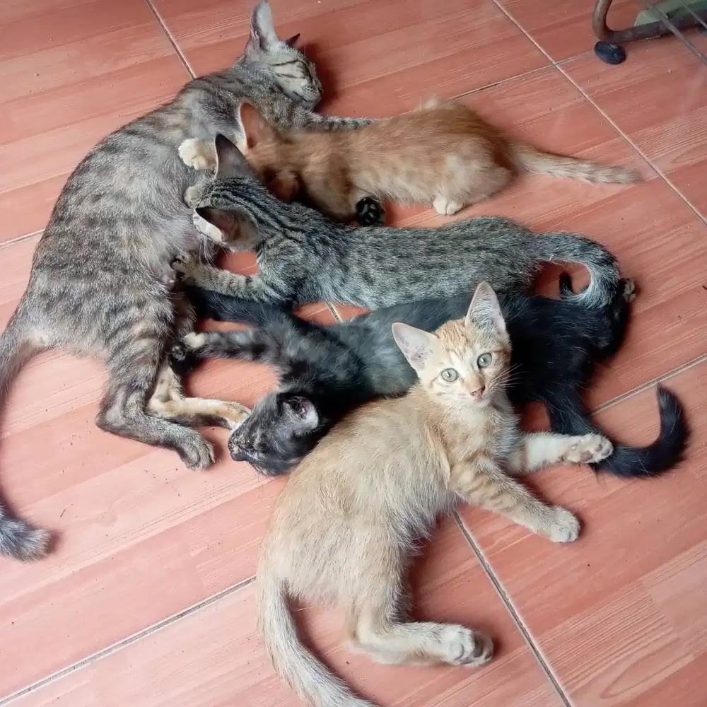 4 anak kucing untuk diadopsi