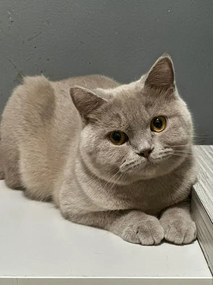 Dibutuhkan ART Penyayang kucing