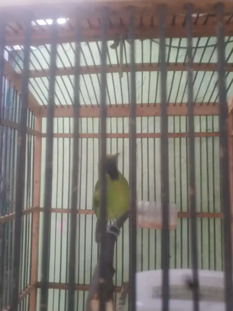 Hijau daun mini bunyi