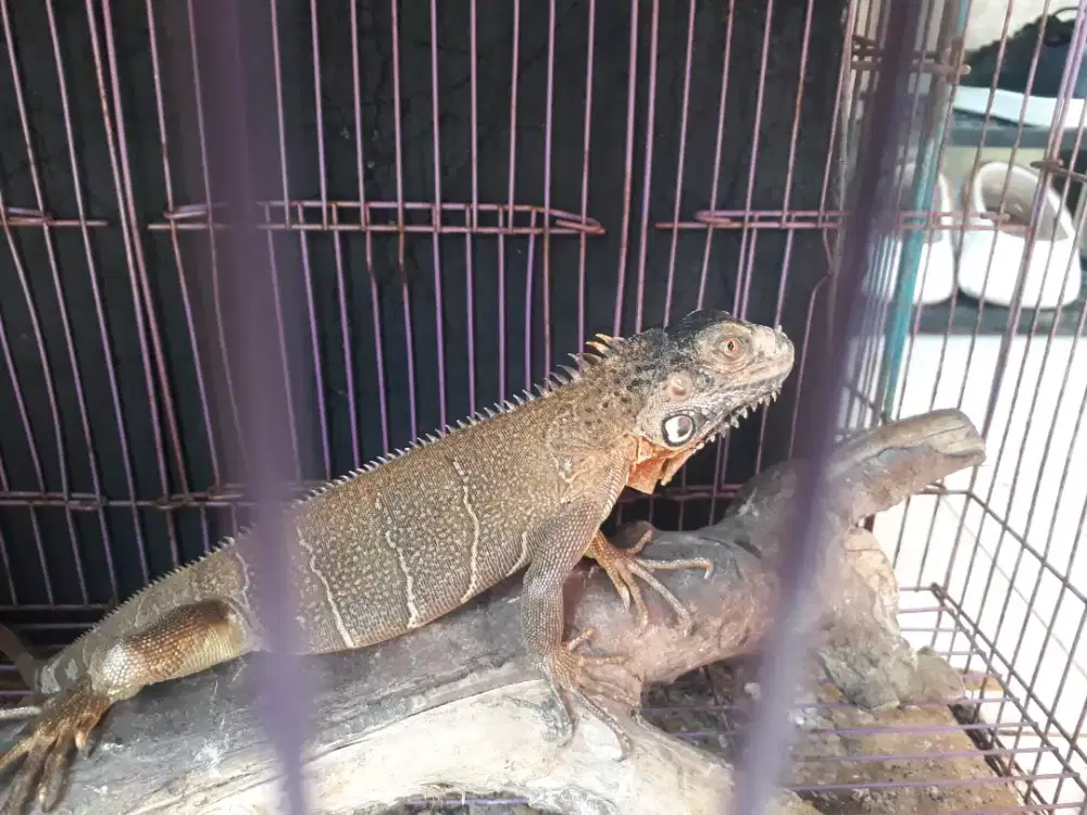 iguana super red
