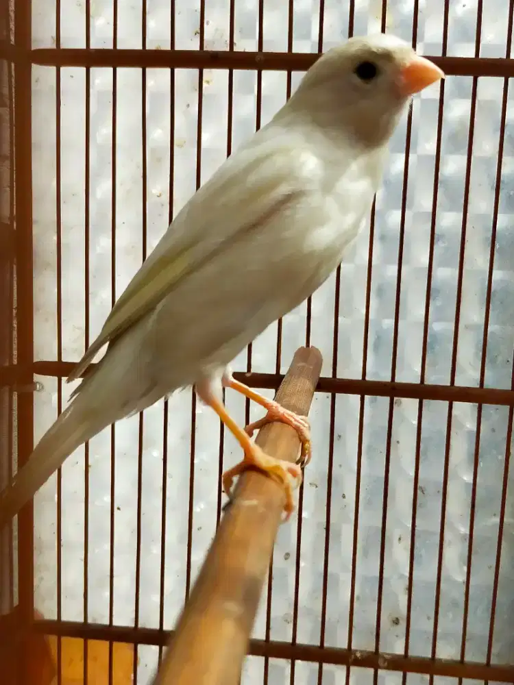 Burung kenari putih gacor door