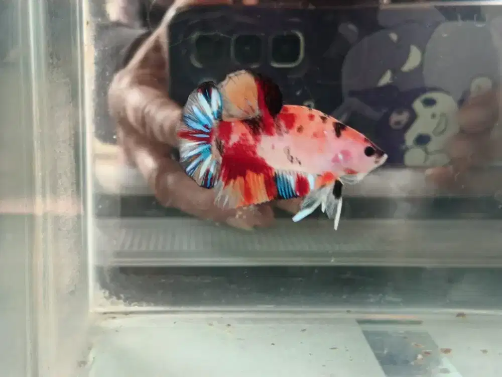 Ikan Cupang Multi Plakat