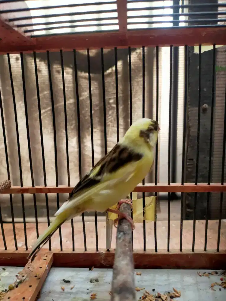 Burung kenari bon kuning paud/anak jantan
