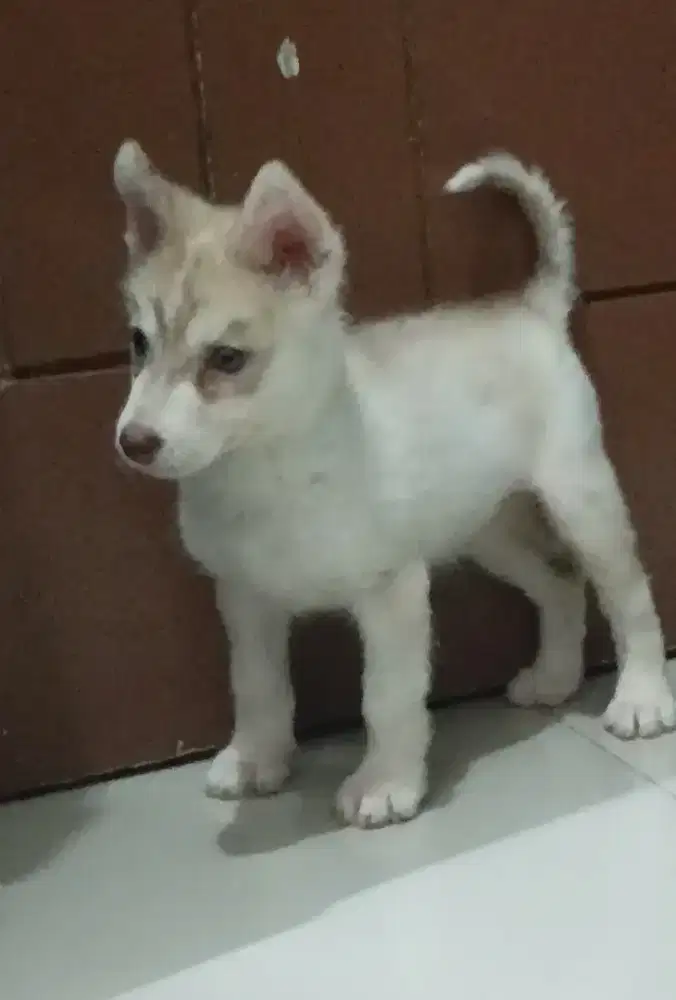 Husky betina puppies