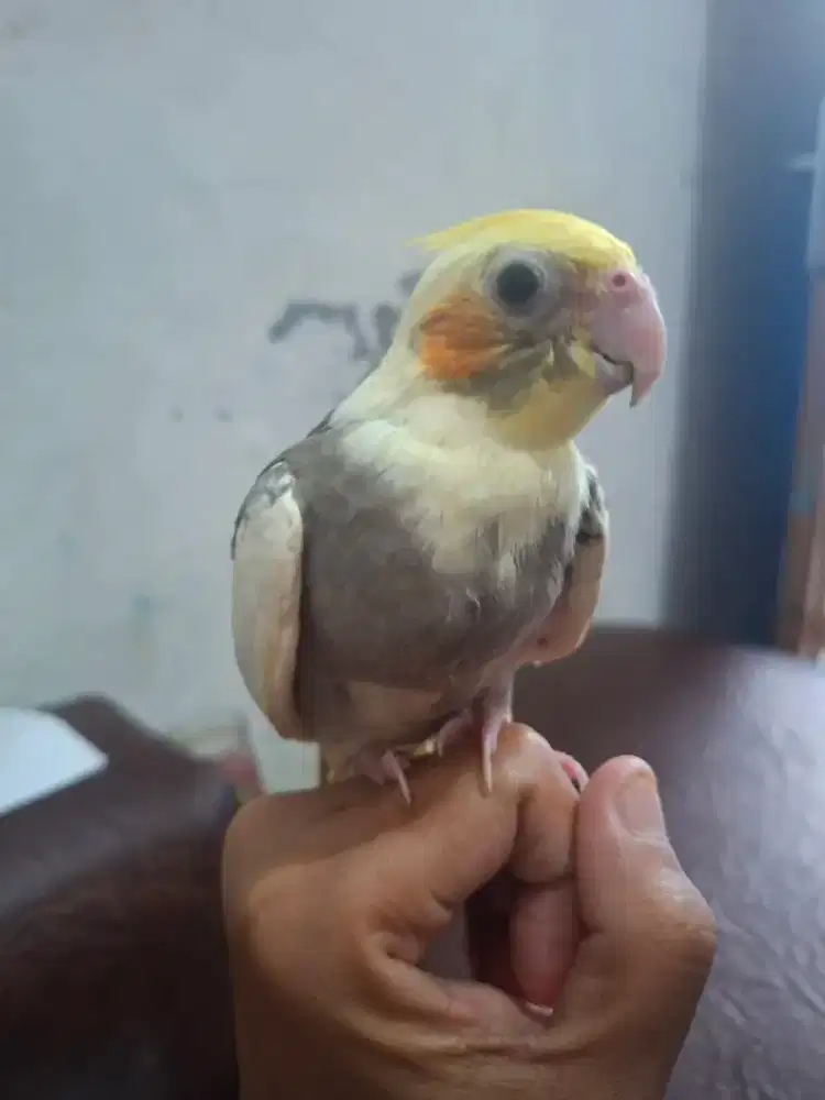 Burung falk / parkit australia