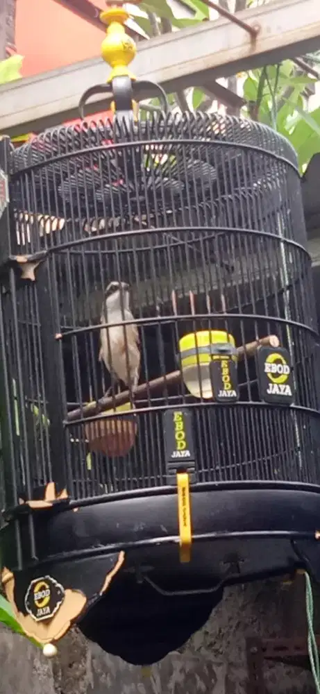 Pentet Trotolan Jantan