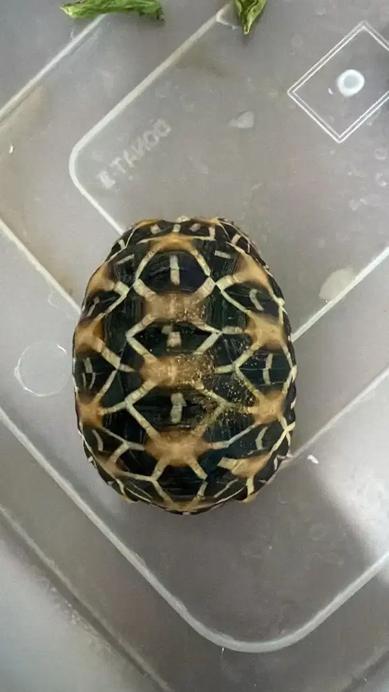 Tortoise/ kura kura darat
