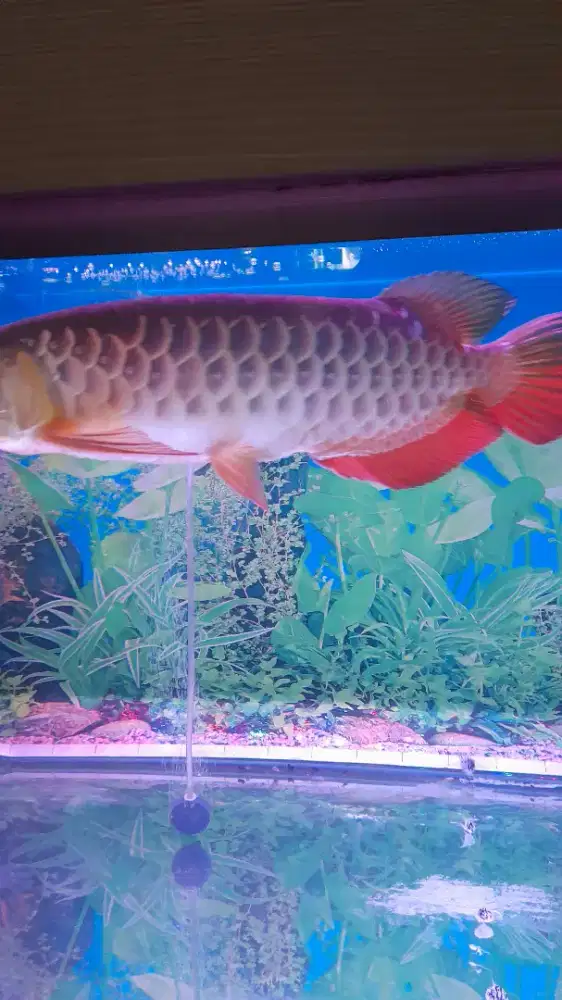 Ikan arwana Golden Red