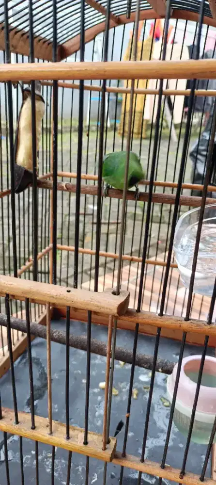 Murai fullset jantan