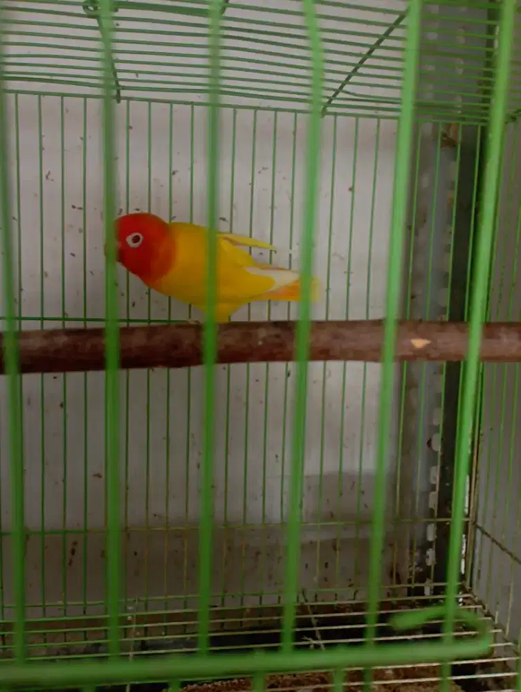 Lutino mata merah jantan dewasa