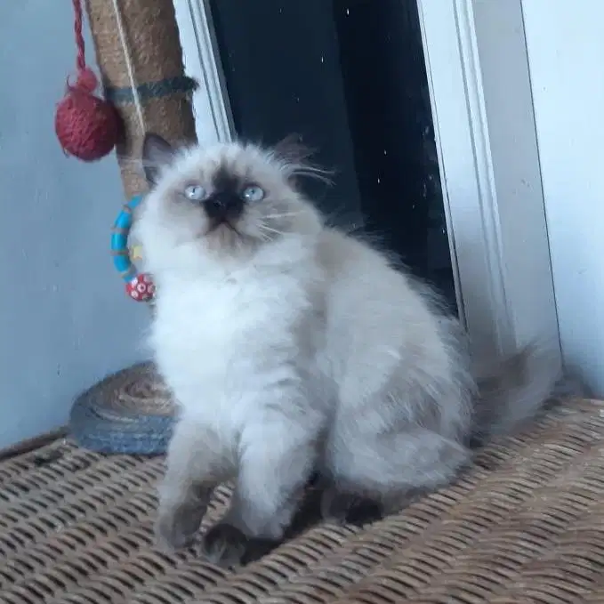 Anakan Kucing Persia Betina