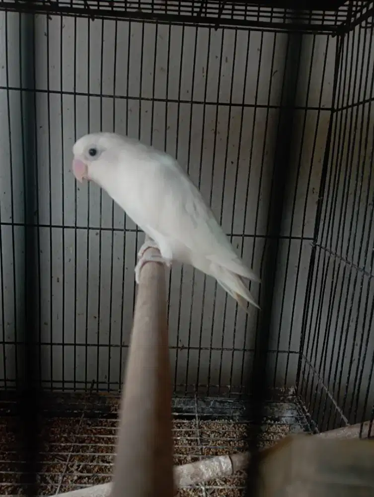 Lutino mata hitam jantan dewasa