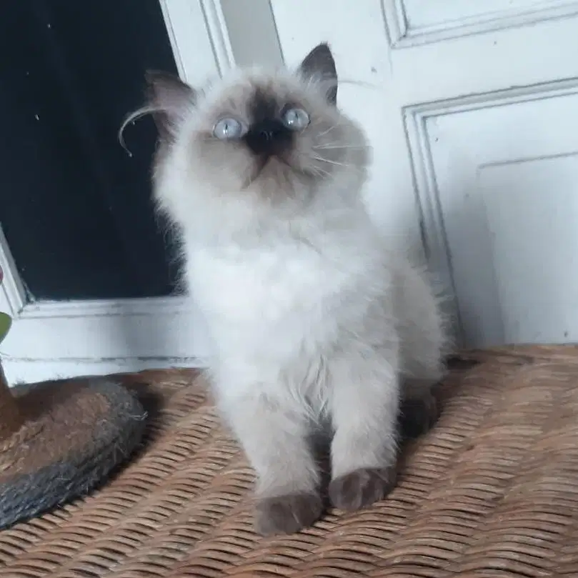 Kitten Persia Medium Betina