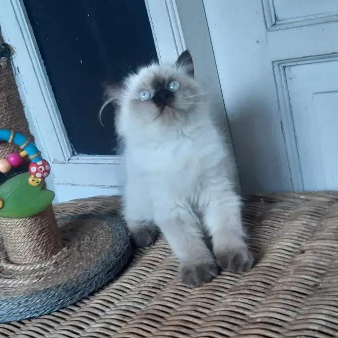 Kucing Persia Betina