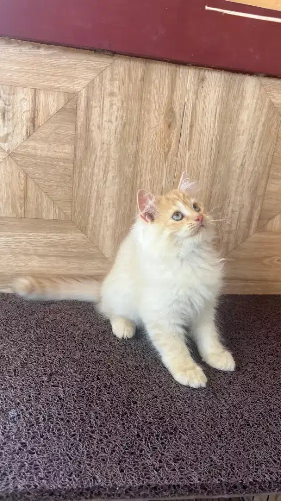 LA betina super imut usia 2.5 bulan