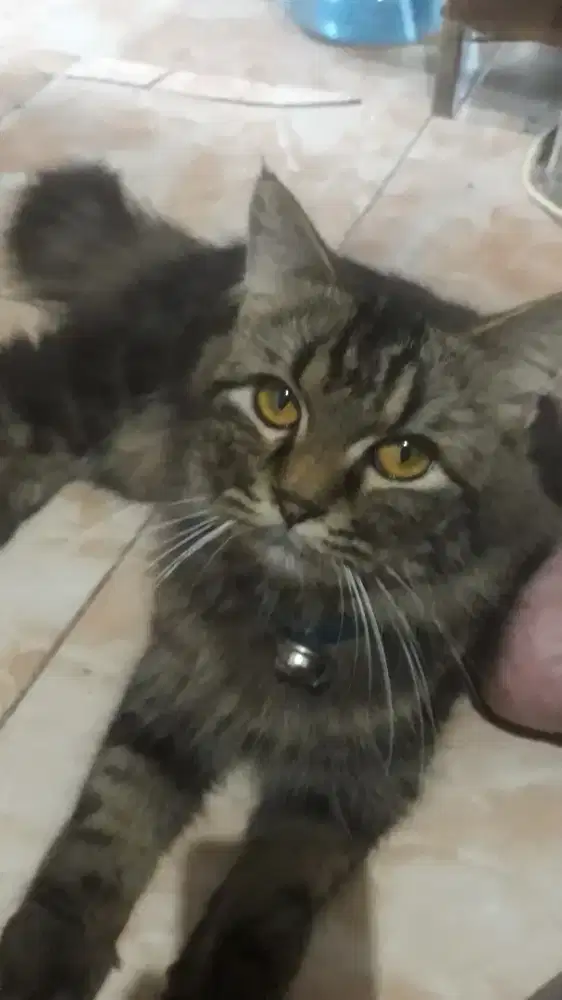 Kucing persia cowok usia 2 thn