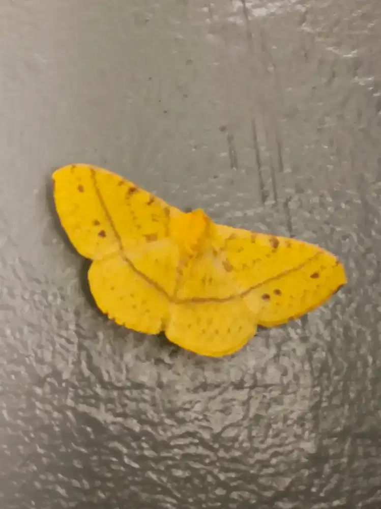 Dicari Asisten Rumah Tangga Harian untuk Mengurus Bayi