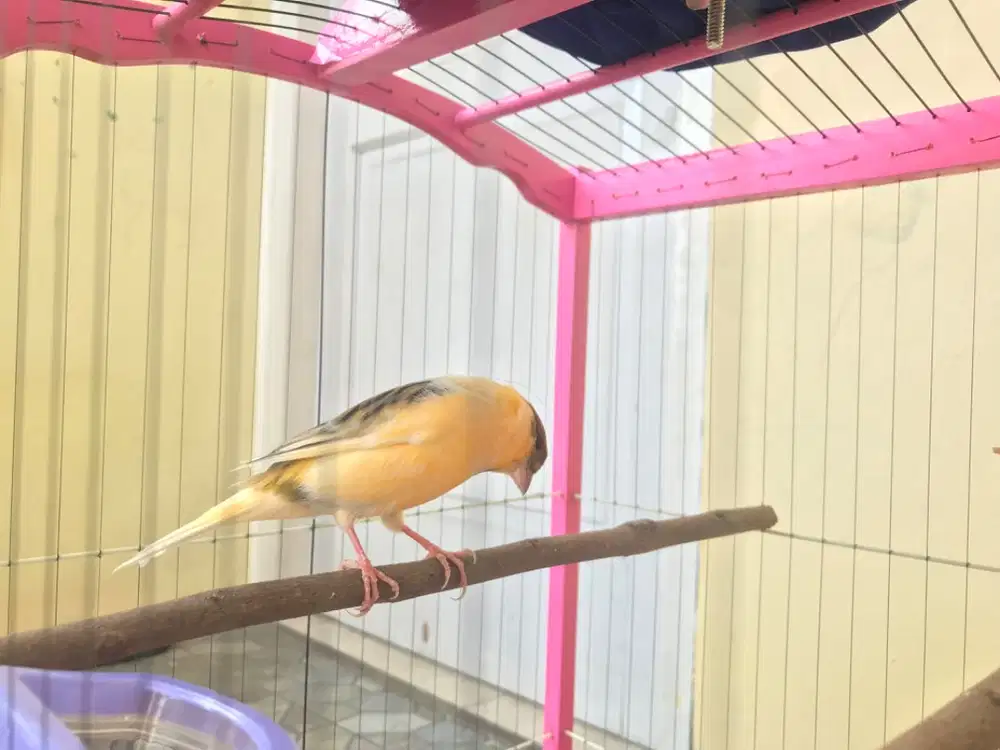 KENARI LOPER BURUNG SAJA RAJIN