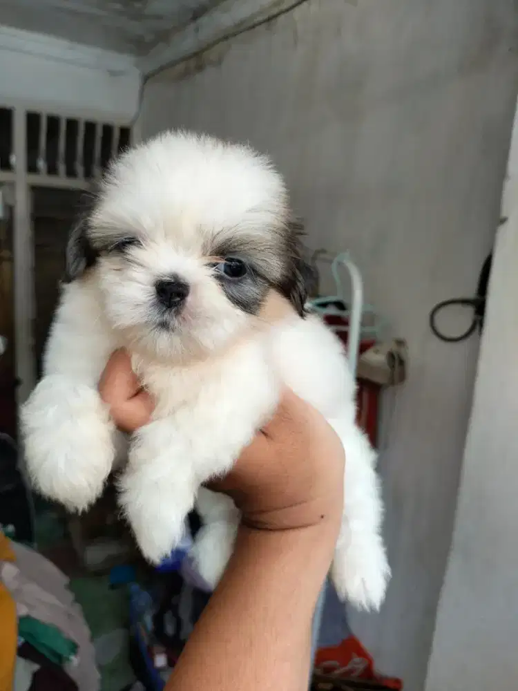 Jual anakan supermini shihtzu