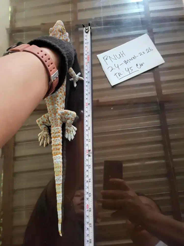 Tokek 45 cm aman