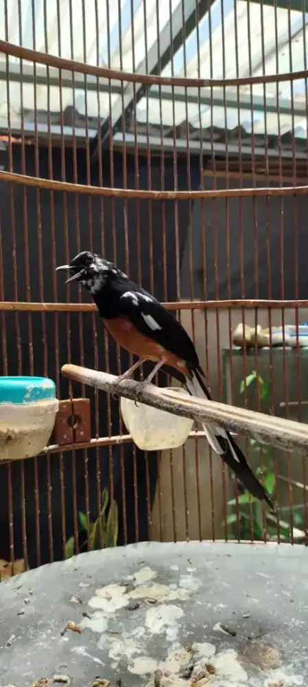 Murai batu f4 brolok prospek mulus