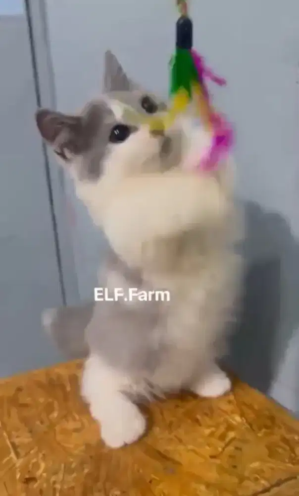 Munchkin BSH Bicolor Blue Jantan