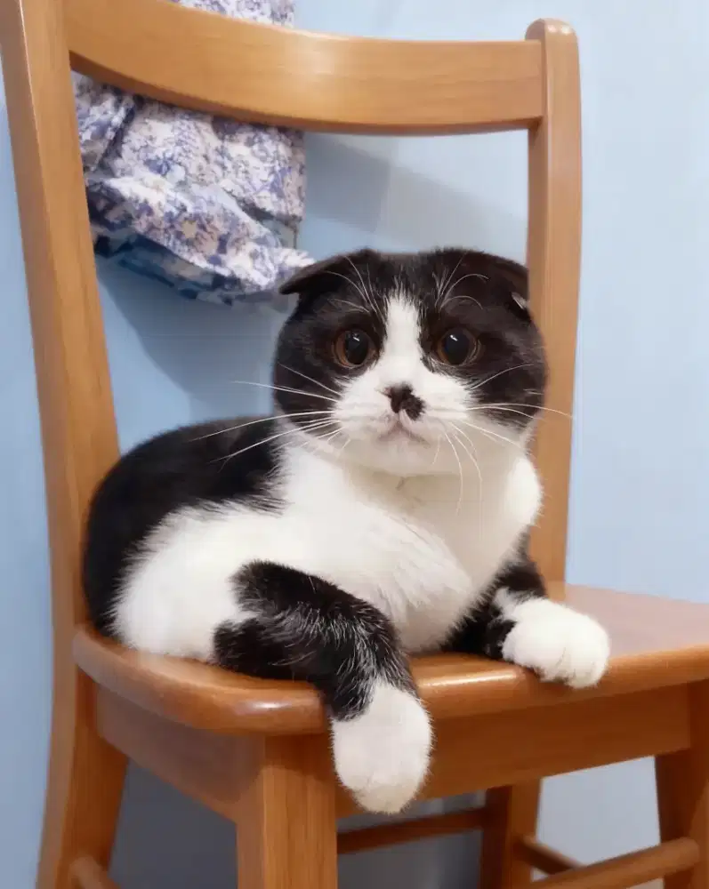 Scottish fold jantan birahi berat