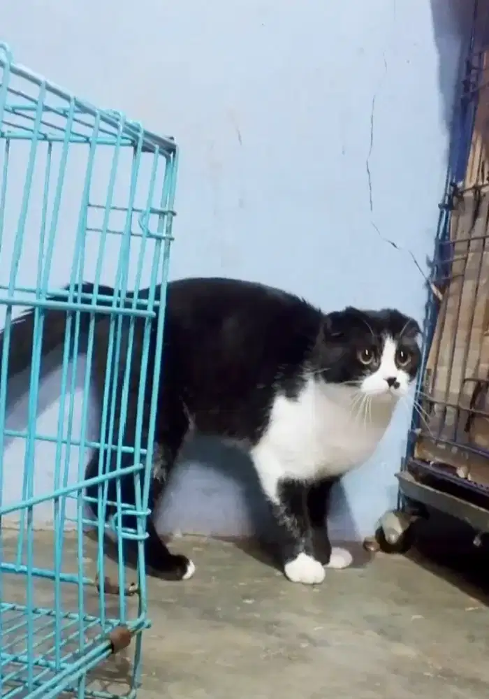 LA Scottish fold jantan (BU)