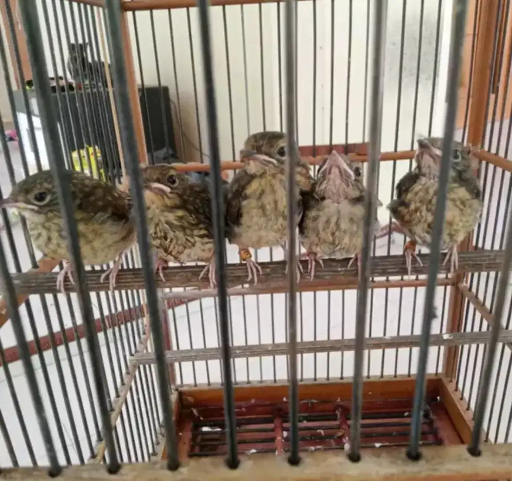 Lolohan tlendekan gunung