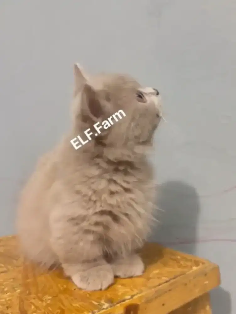 Munchkin BSH Fawn Male Line Ped