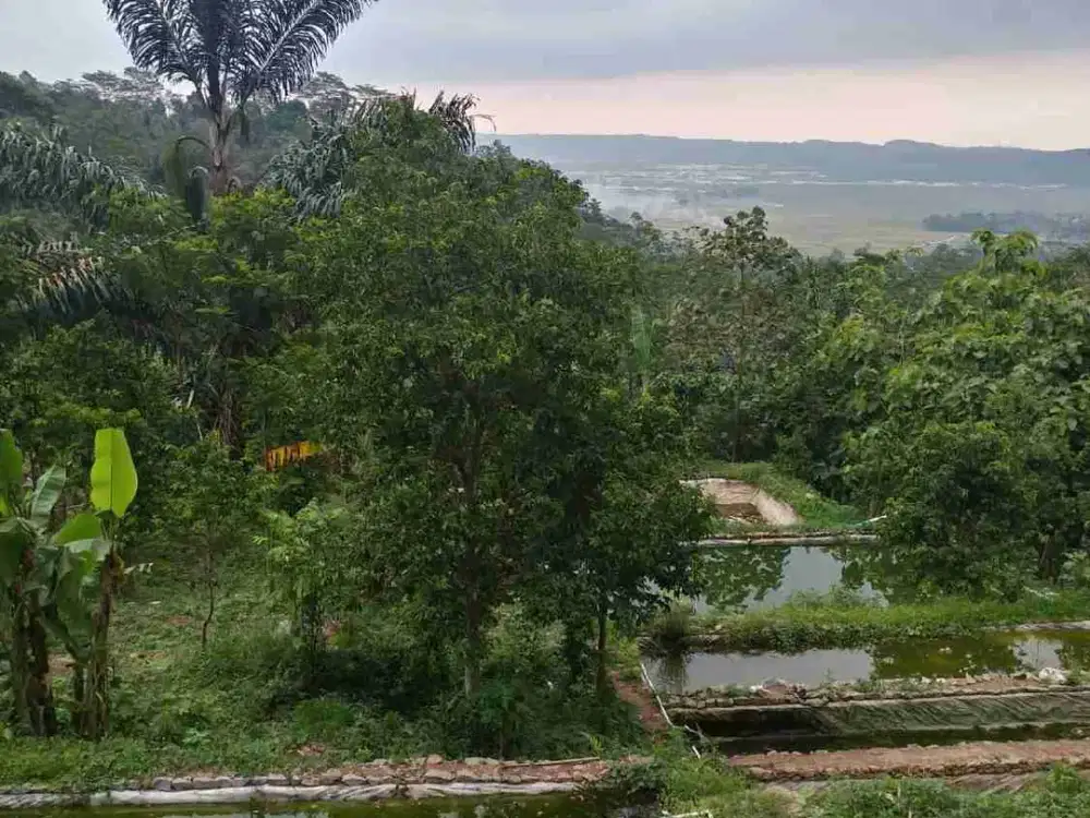 Tanah Luas 4 HA di Banyubiru Ambarawa Semarang