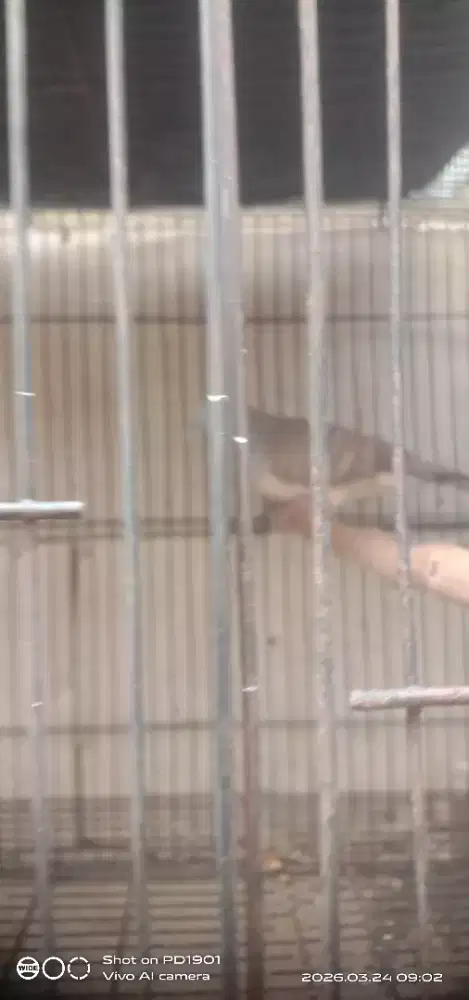 burung perkutut lokal