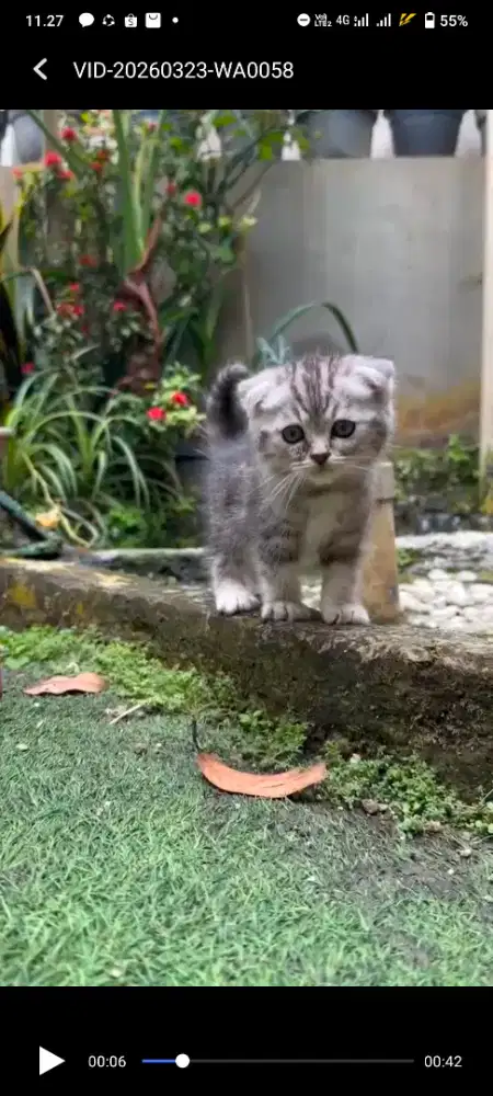 Scottish fold jantan