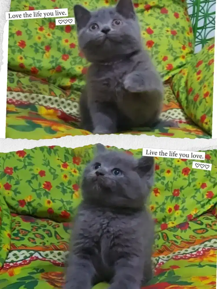 BSH Blue Female Line Ped Wcf