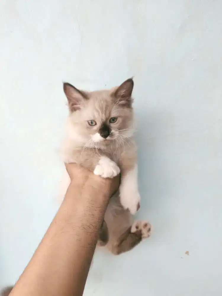 Kucing Himalaya mix