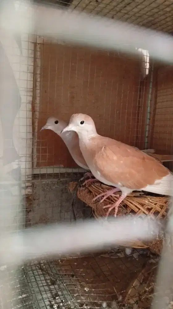 Sepasang Burung Puter Irak / Puter Tangerin