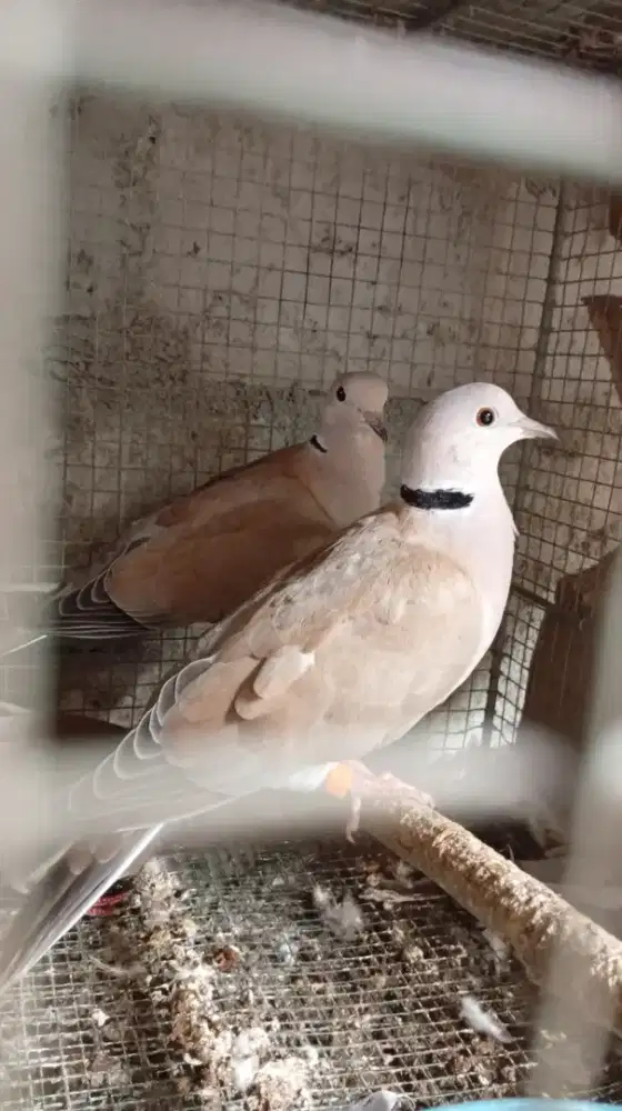 Sepasang Burung puter