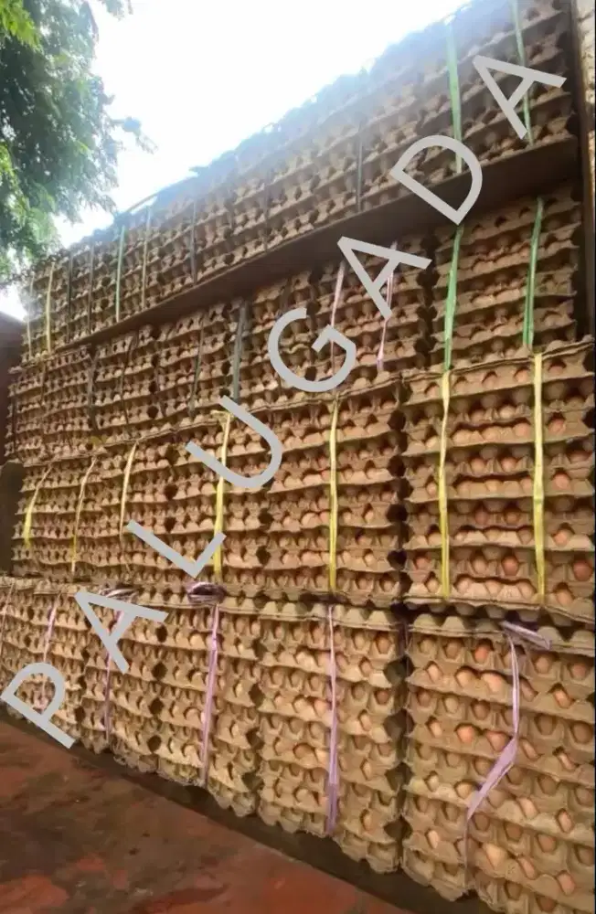 JUAL telur harga MURAH stock banyaak Harga GROSIR dan eceran