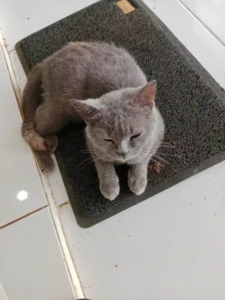 Kucing British betina