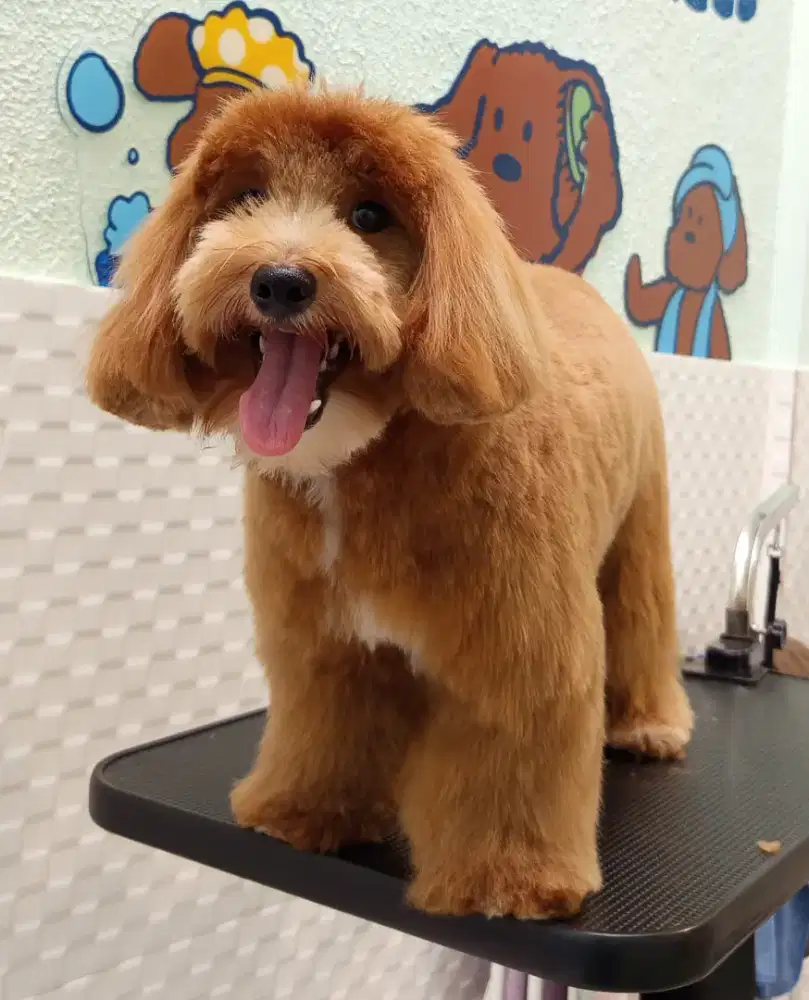 Anjing Maltipoo Jantan