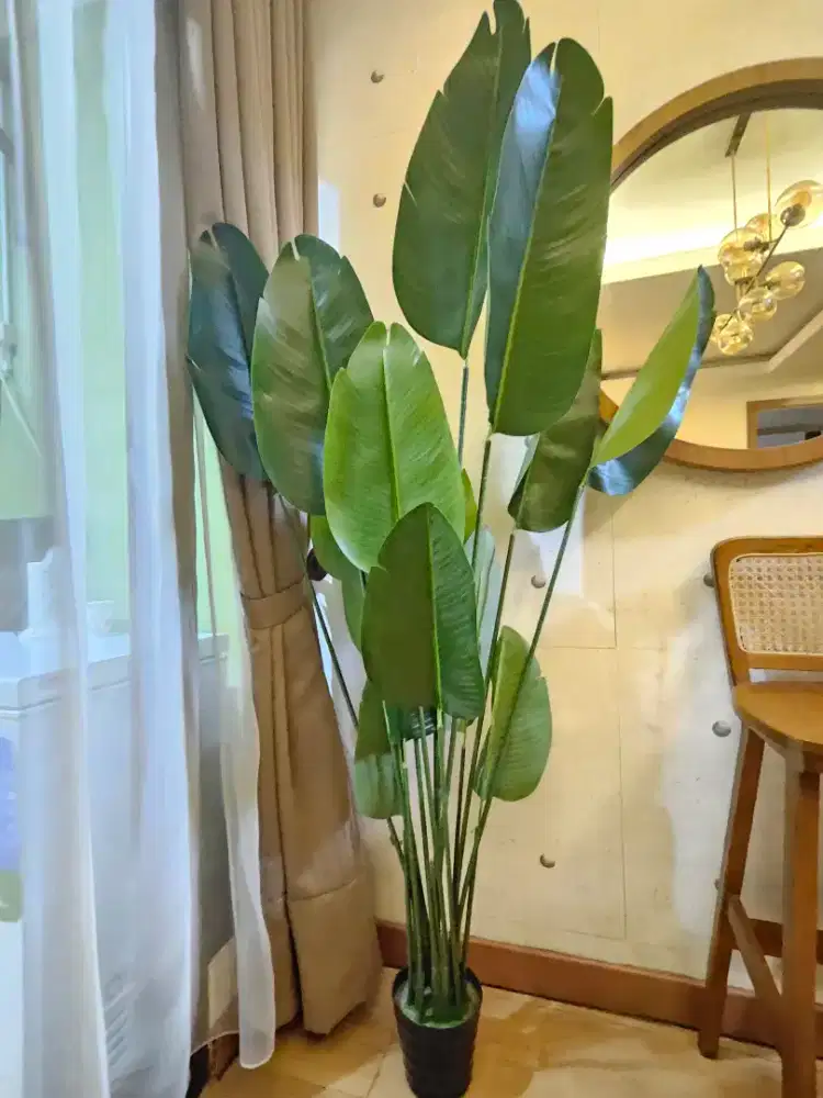 Pohon Pisang Jumbo Premium