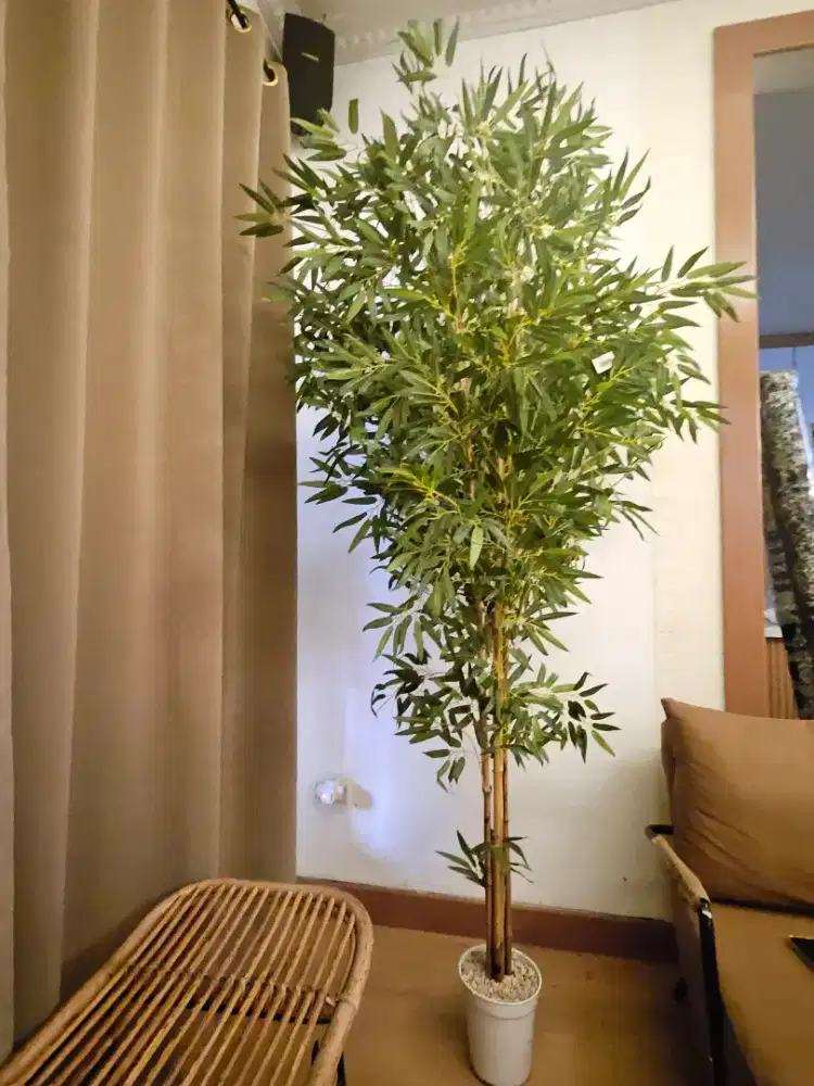 Pohon bamboo 2m + tipe rimbun premium